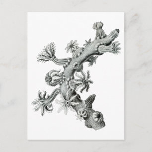 Postal Ventilador del mar