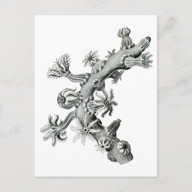 Postal Ventilador del mar (Anverso)