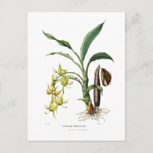 Postal Ventricosum
