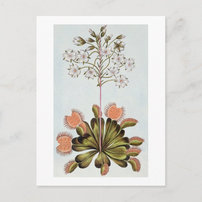 Postal Venus Fly-trampa, placa 84, de 'Collection Precieu (Anverso)