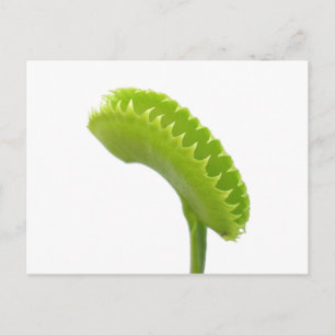 Postal Venus Fly Trap