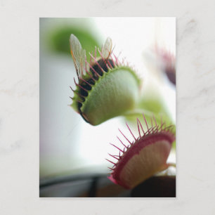 Postal Venus Fly Trap