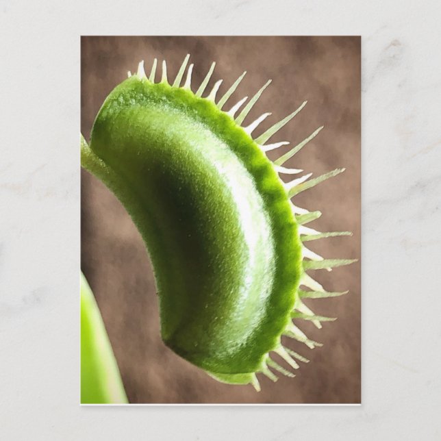 Postal Venus Fly Trap (Anverso)