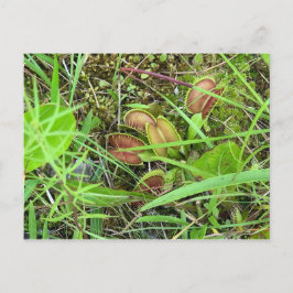 Postal Venus Fly Traps