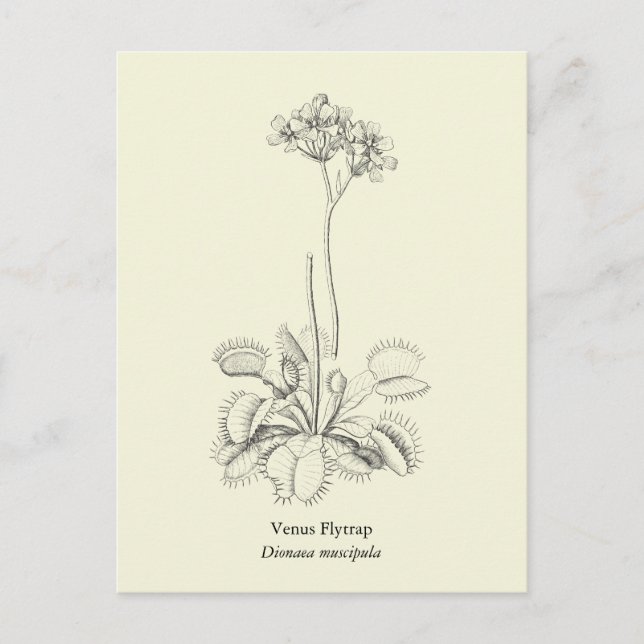 Postal Venus Flytrampa, planta carnívora (Anverso)
