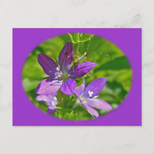 Postal Venus Looking Glass Wildflower Floral
