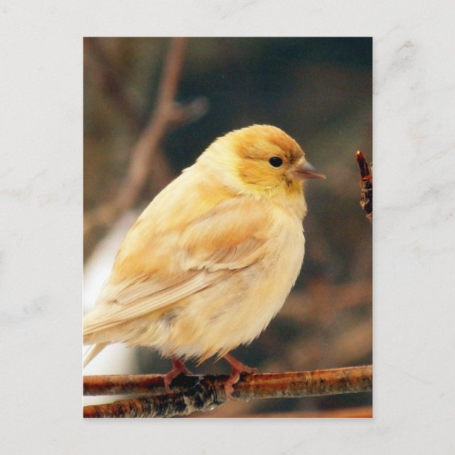 Postal Veo Primavera (Anverso)