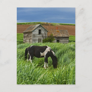 Postal Ver caballos en un campo en Palouse 2