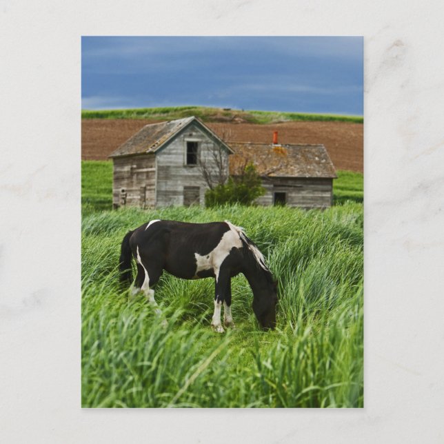 Postal Ver caballos en un campo en Palouse 2 (Anverso)