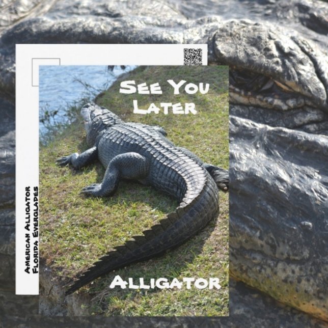 Postal Ver Más Tarde Alligator Everglades Fotografía (Subido por el creador)