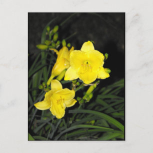 Postal ~ Verano 10 ~