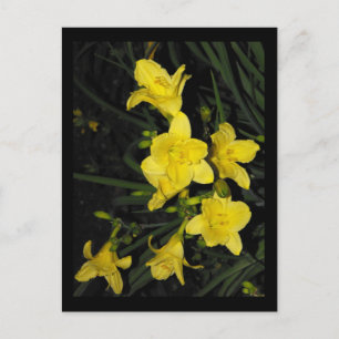 Postal ~ Verano 11 ~