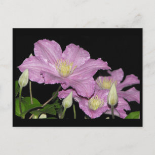 Postal ~ Verano 13 ~