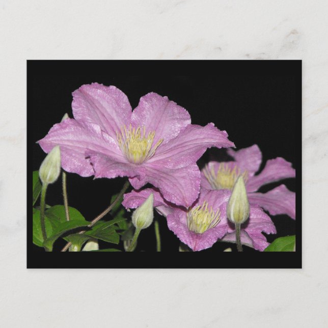 Postal ~ Verano 13 ~ (Anverso)