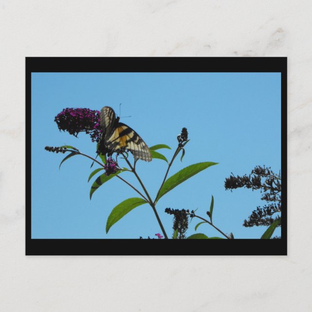 Postal ~ Verano 19 ~ (Anverso)