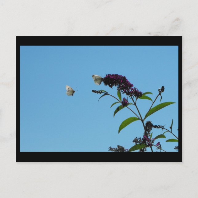 Postal ~ Verano 20 ~ (Anverso)