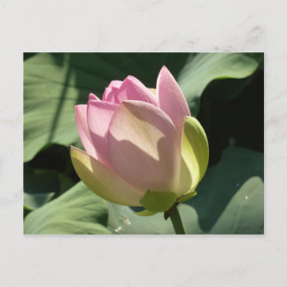 Postal Verano de flores rosadas de Lotus