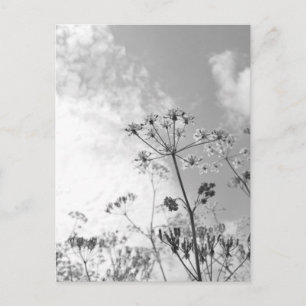 Postal Verano de las flores silvestres