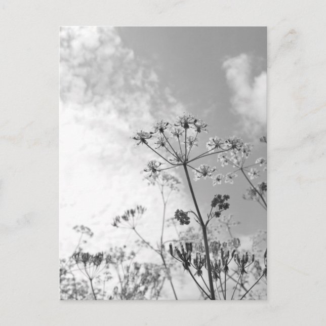 Postal Verano de las flores silvestres (Anverso)