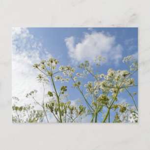 Postal Verano de las flores silvestres