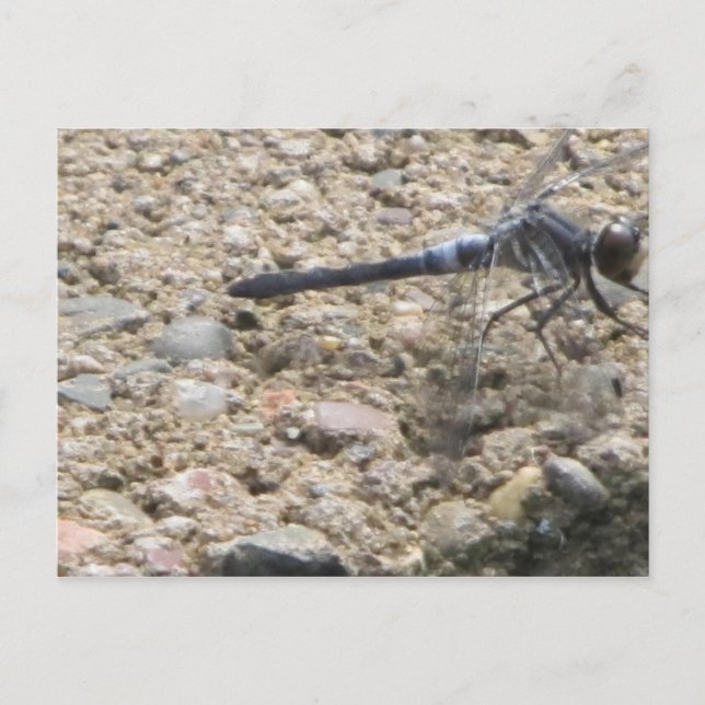 Postal Verano de vida (Anverso)