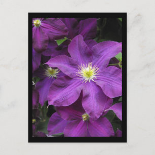 Postal ~ Verano en el condado de Lancaster ~ 39