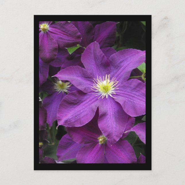 Postal ~ Verano en el condado de Lancaster ~ 39 (Anverso)