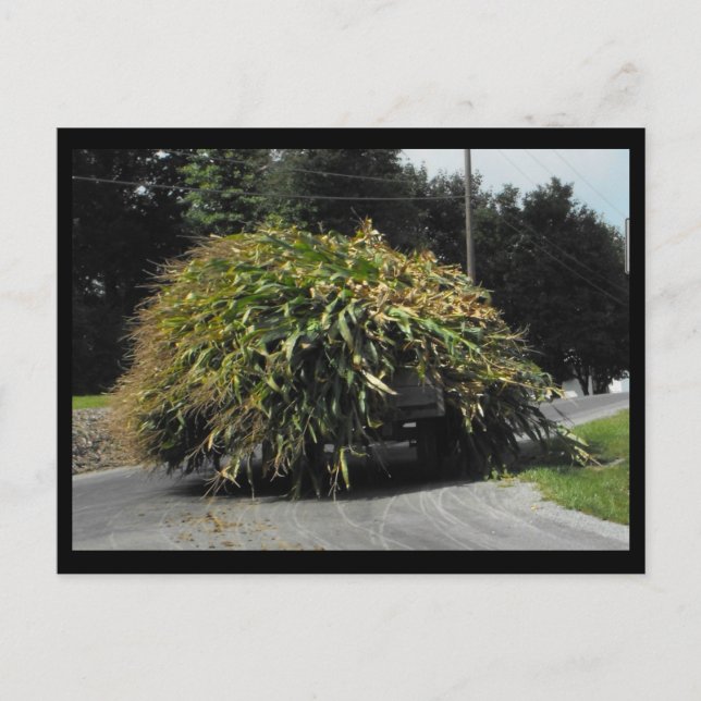 Postal ~ Verano en el condado de Lancaster ~ 56 (Anverso)