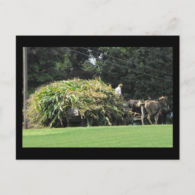 Postal ~ Verano en el condado de Lancaster ~ 57 (Anverso)