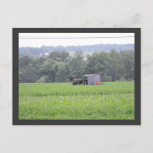 Postal ~ Verano en el condado de Lancaster ~ 6