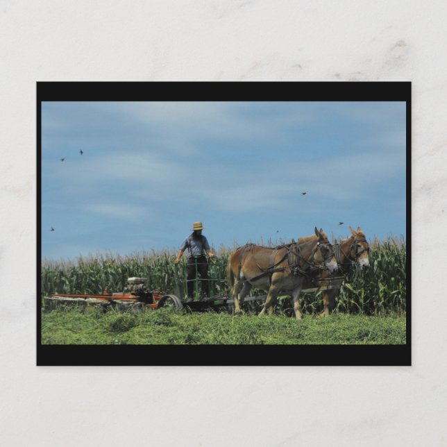 Postal ~ Verano en el condado de Lancaster ~ 73 (Anverso)