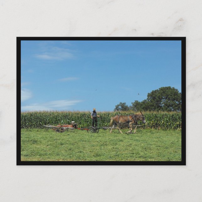 Postal ~ Verano en el condado de Lancaster ~ 74 (Anverso)