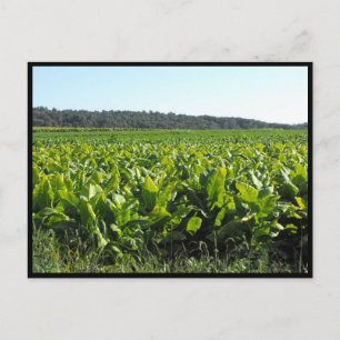 Postal ~ Verano en el condado de Lancaster ~ 81