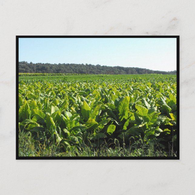 Postal ~ Verano en el condado de Lancaster ~ 81 (Anverso)