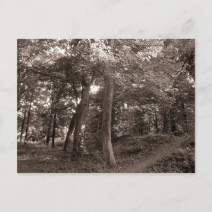 Postal Verano en los bosques