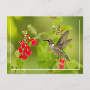 Postal Verano verde suave