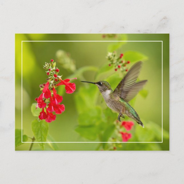 Postal Verano verde suave (Anverso)