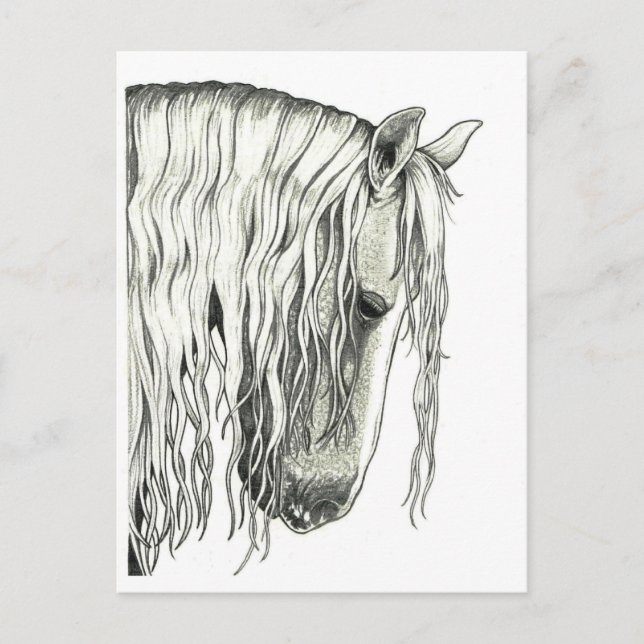 Postal Verdadero caballo romántico andaluz (Anverso)