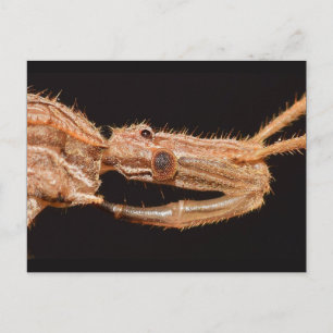 Postal Verdadero insecto de Missouri.