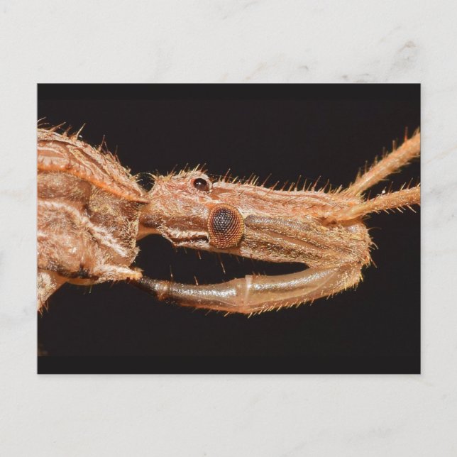 Postal Verdadero insecto de Missouri. (Anverso)
