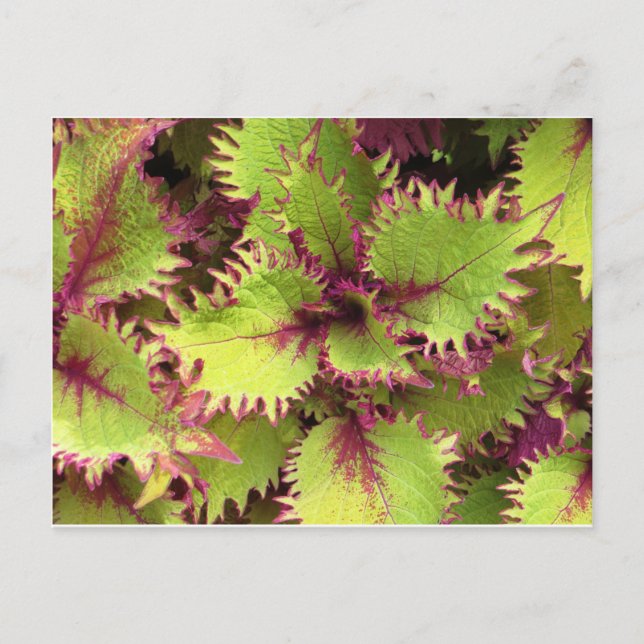 Postal verde (Anverso)