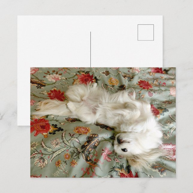 Postal Verde (Anverso / Reverso)