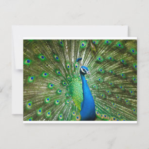 Postal Verde/Azul pavo real