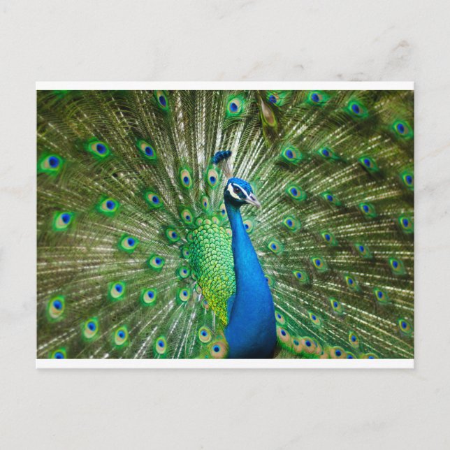 Postal Verde/Azul pavo real (Anverso)