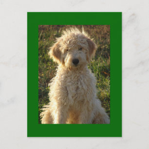 Postal verde en blanco de goldendoodle