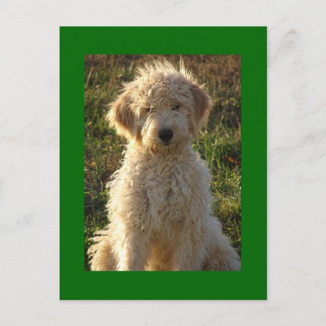 Postal verde en blanco de goldendoodle (Anverso)