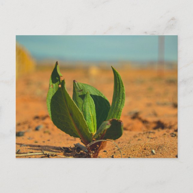 Postal Verde en el desierto (Anverso)