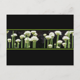 Postal Verde Floral Negro Y Blanco