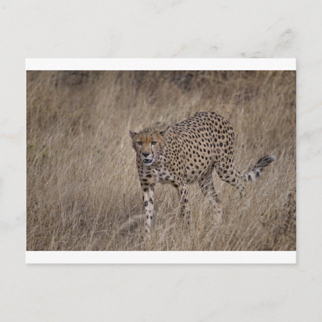 Postal Verde oscuro (Anverso)