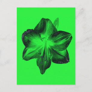 Postal Verde oscuro sobre Amaryllis verde claro